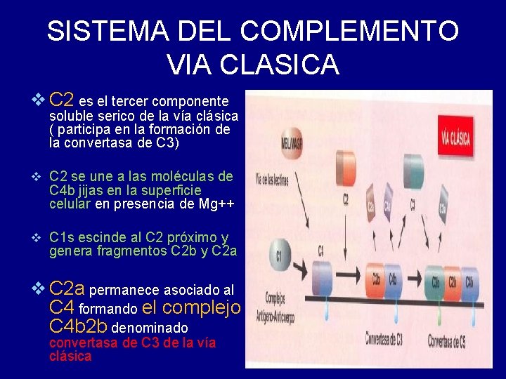 SISTEMA DEL COMPLEMENTO VIA CLASICA v C 2 es el tercer componente soluble serico