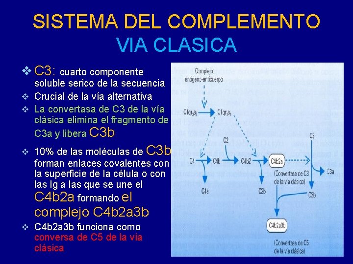 SISTEMA DEL COMPLEMENTO VIA CLASICA v C 3: cuarto componente soluble serico de la