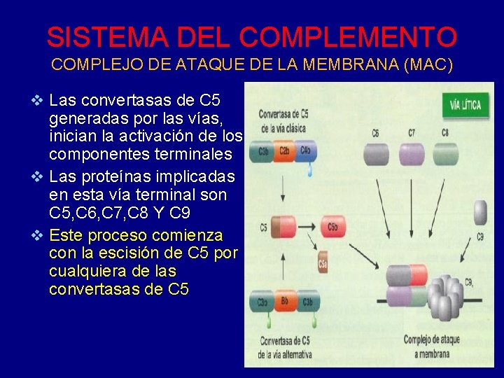 SISTEMA DEL COMPLEMENTO COMPLEJO DE ATAQUE DE LA MEMBRANA (MAC) v Las convertasas de