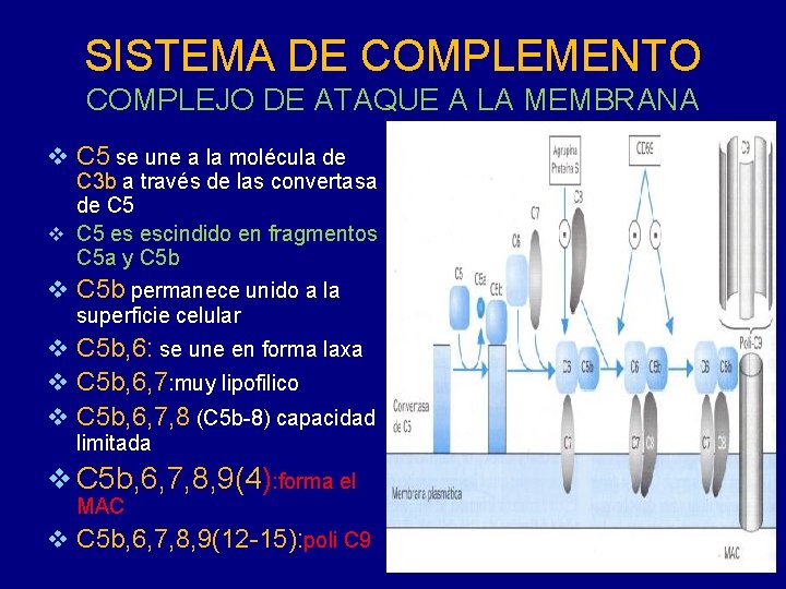 SISTEMA DE COMPLEMENTO COMPLEJO DE ATAQUE A LA MEMBRANA v C 5 se une