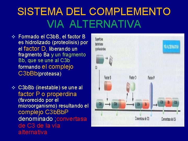 SISTEMA DEL COMPLEMENTO VIA ALTERNATIVA v Formado el C 3 b. B, el factor