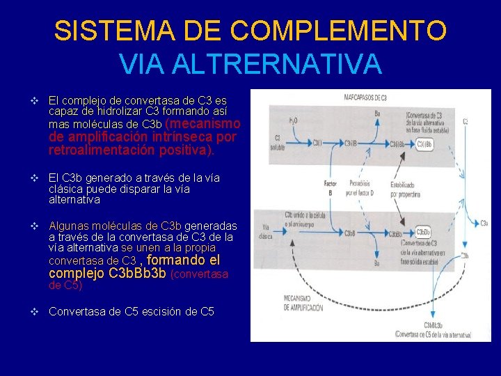 SISTEMA DE COMPLEMENTO VIA ALTRERNATIVA v El complejo de convertasa de C 3 es
