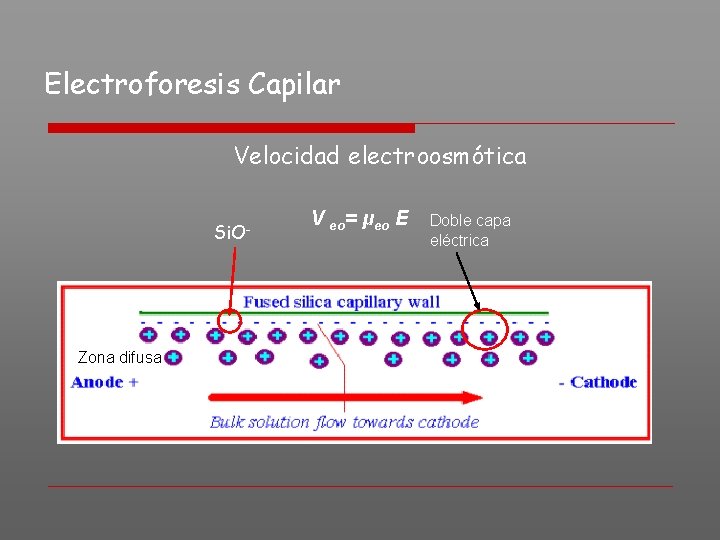 Electroforesis Capilar Velocidad electroosmótica Si. O- Zona difusa V eo= μeo E Doble capa