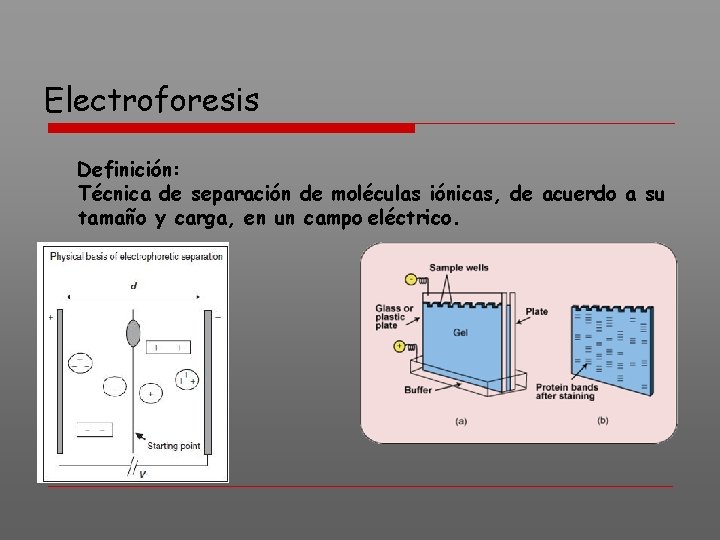 Electroforesis Definición: Técnica de separación de moléculas iónicas, de acuerdo a su tamaño y