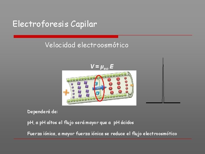 Electroforesis Capilar Velocidad electroosmótico V = μeo E Dependerá de: p. H, a p.