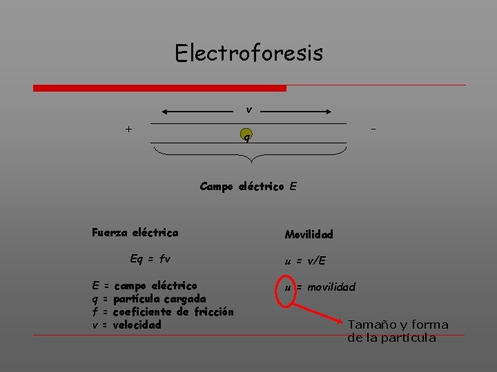 Electroforesis v + - q Campo eléctrico E Fuerza eléctrica Eq = fv E