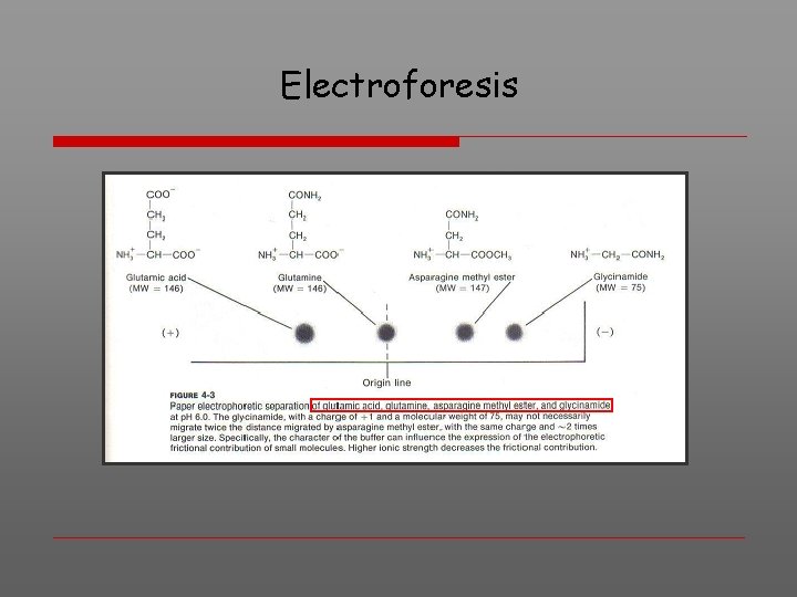 Electroforesis 