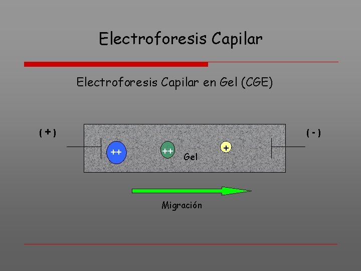 Electroforesis Capilar en Gel (CGE) (+) (-) ++ ++ Gel Migración + 
