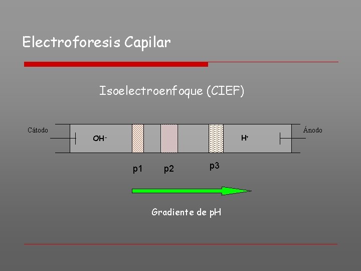 Electroforesis Capilar Isoelectroenfoque (CIEF) Cátodo H+ OH- p 1 p 2 p 3 Gradiente