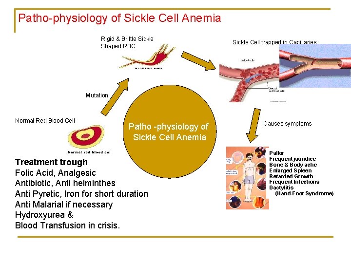 Patho-physiology of Sickle Cell Anemia Rigid & Brittle Sickle Shaped RBC Sickle Cell trapped