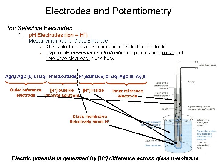 Electrodes and Potentiometry Ion Selective Electrodes 1. ) p. H Electrodes (ion = H+) Electrodes and Potentiometry Ion Selective Electrodes 1. ) p. H Electrodes (ion = H+)