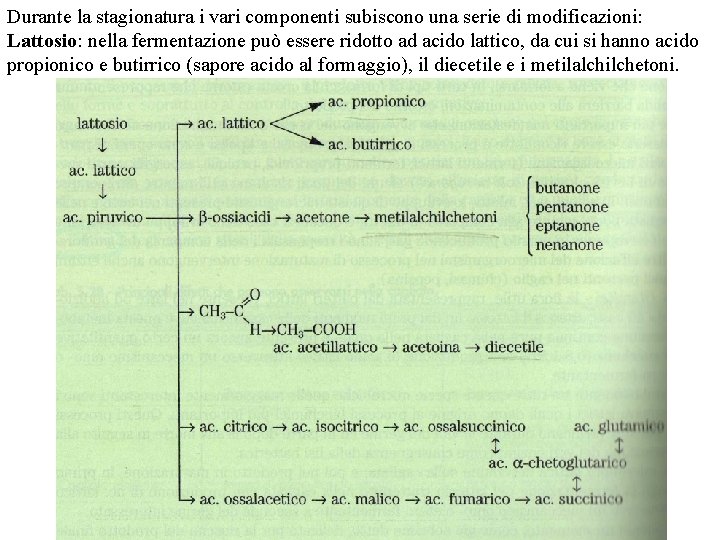 Durante la stagionatura i vari componenti subiscono una serie di modificazioni: Lattosio: nella fermentazione
