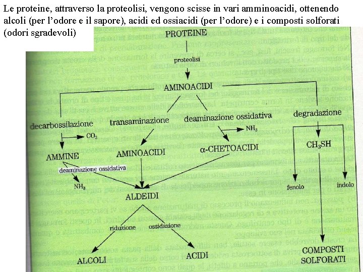Le proteine, attraverso la proteolisi, vengono scisse in vari amminoacidi, ottenendo alcoli (per l’odore