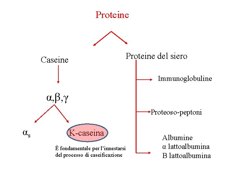 Proteine del siero Caseine Immunoglobuline α, β, γ Proteoso-peptoni αs K-caseina È fondamentale per