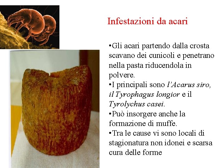 Infestazioni da acari • Gli acari partendo dalla crosta scavano dei cunicoli e penetrano