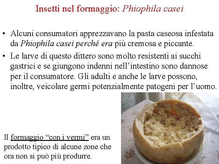 Insetti nel formaggio: Phiophila casei • Alcuni consumatori apprezzavano la pasta caseosa infestata da