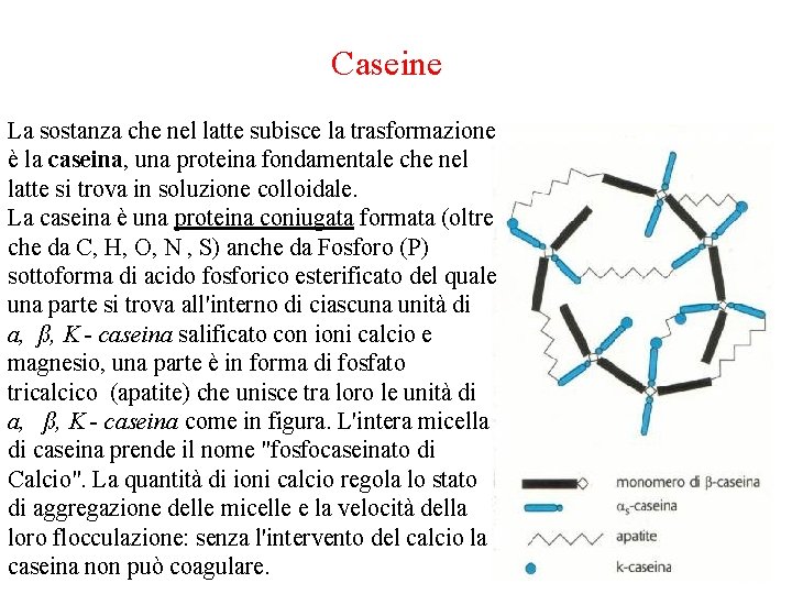 Caseine La sostanza che nel latte subisce la trasformazione è la caseina, una proteina