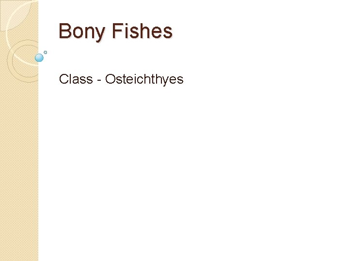 Bony Fishes Class - Osteichthyes 