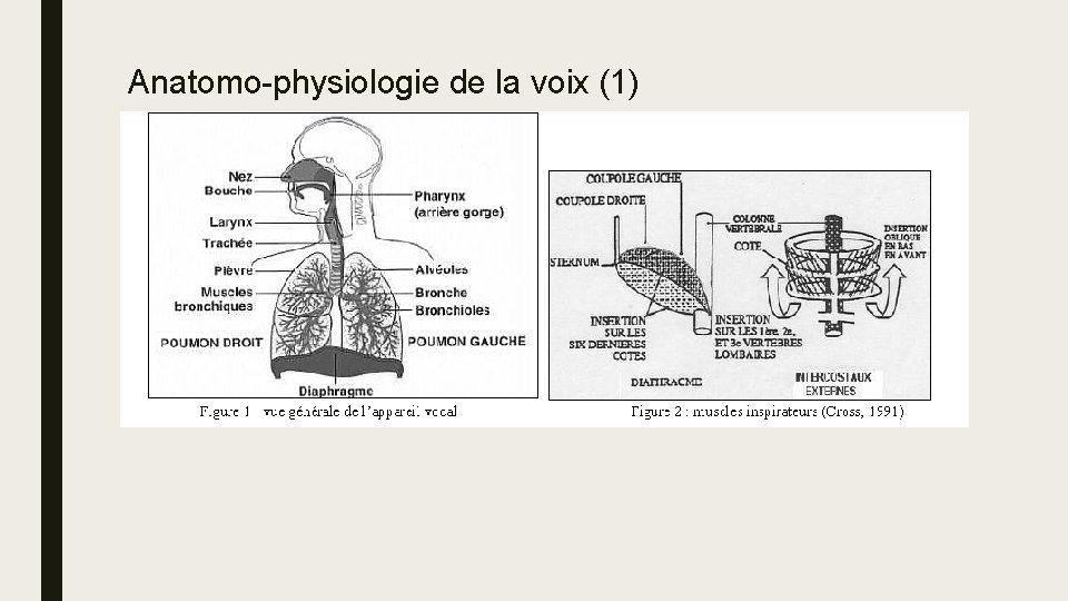 Anatomo-physiologie de la voix (1) 