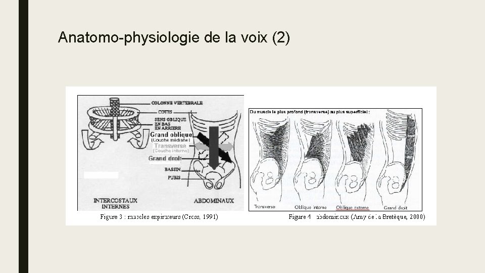 Anatomo-physiologie de la voix (2) 