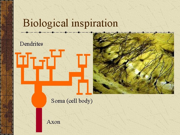 Biological inspiration Dendrites Soma (cell body) Axon 