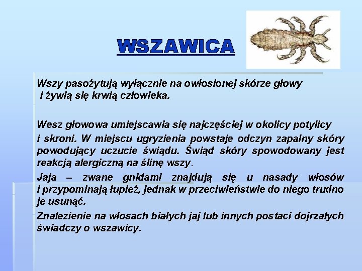 WSZAWICA Wszy pasożytują wyłącznie na owłosionej skórze głowy i żywią się krwią człowieka. Wesz