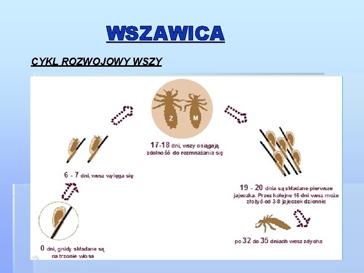 WSZAWICA CYKL ROZWOJOWY WSZY 