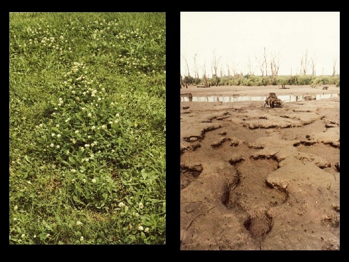 AM Silueta 78 clover; AM Silueta 79 mud 