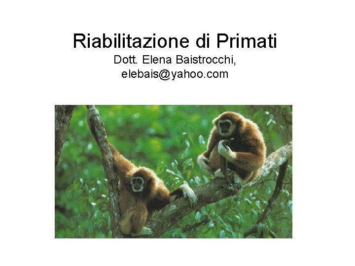 Riabilitazione di Primati Dott. Elena Baistrocchi, elebais@yahoo. com 