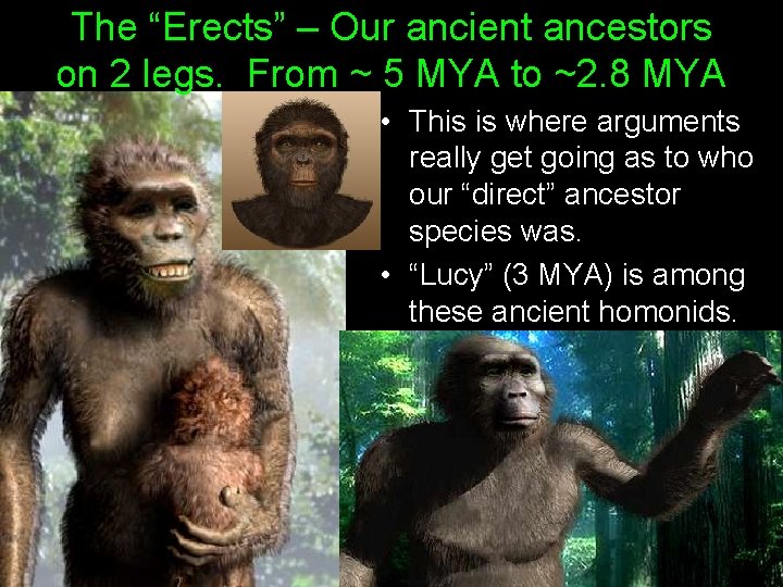The “Erects” – Our ancient ancestors on 2 legs. From ~ 5 MYA to