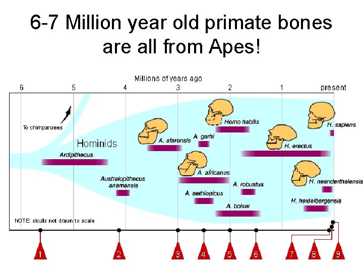 6 -7 Million year old primate bones are all from Apes! 
