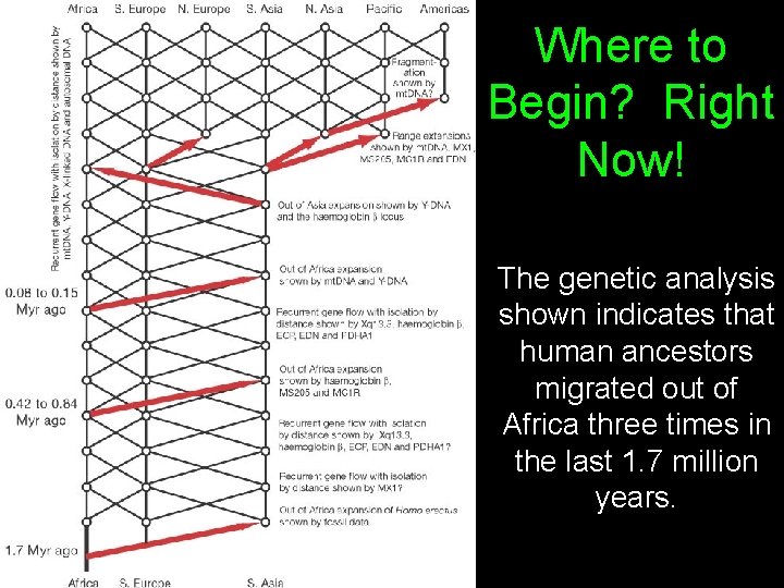 Where to Begin? Right Now! The genetic analysis shown indicates that human ancestors migrated
