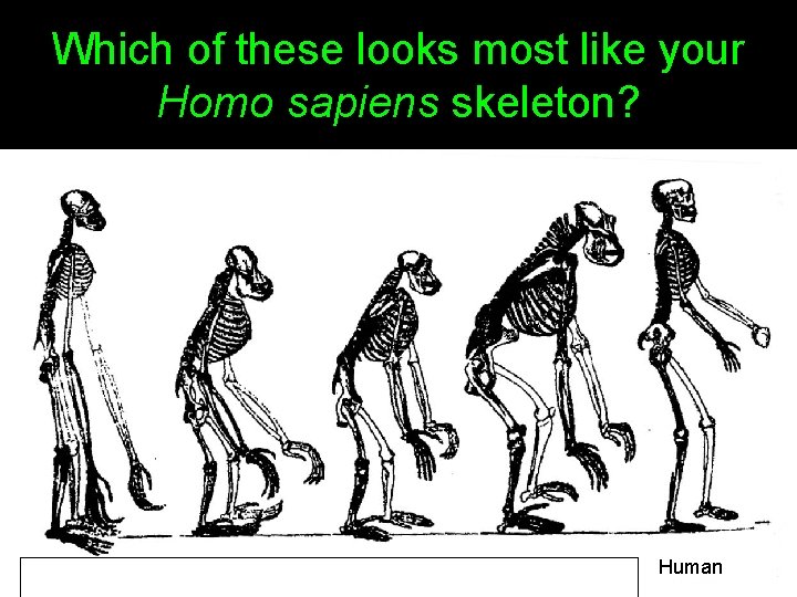 Which of these looks most like your Homo sapiens skeleton? Human 