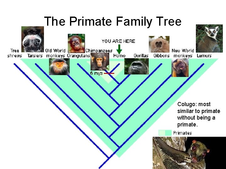 The Primate Family Tree Colugo: most similar to primate without being a primate. 