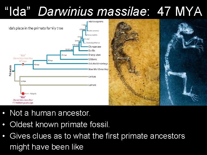 “Ida” Darwinius massilae: 47 MYA • Not a human ancestor. • Oldest known primate