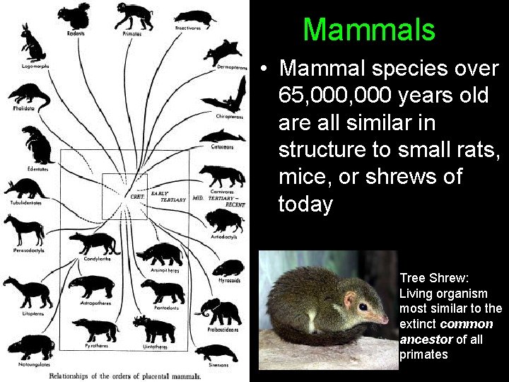 Mammals • Mammal species over 65, 000 years old are all similar in structure