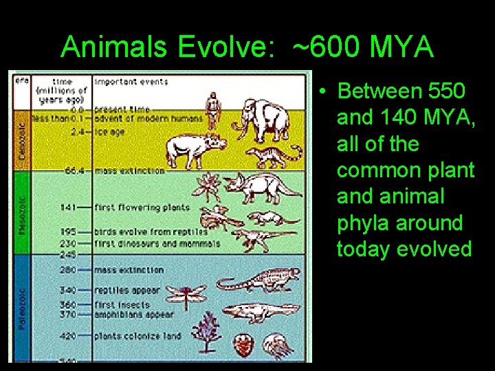 Animals Evolve: ~600 MYA • Between 550 and 140 MYA, all of the common