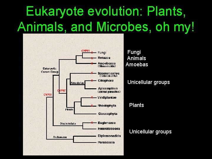 Eukaryote evolution: Plants, Animals, and Microbes, oh my! Fungi Animals Amoebas Unicellular groups Plants