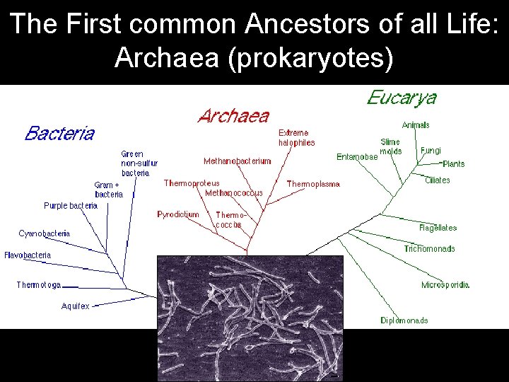 The First common Ancestors of all Life: Archaea (prokaryotes) 