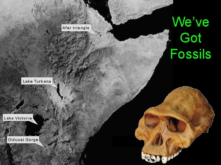 We’ve Got Fossils 