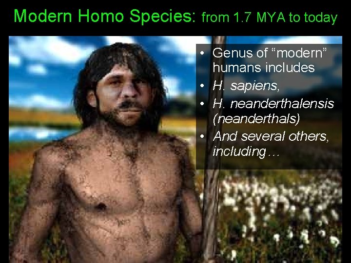 Modern Homo Species: from 1. 7 MYA to today • Genus of “modern” humans