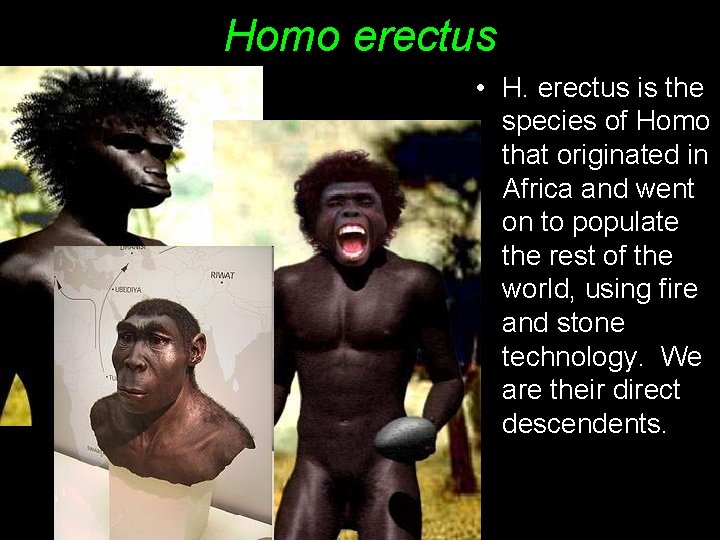Homo erectus • H. erectus is the species of Homo that originated in Africa