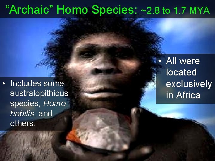 “Archaic” Homo Species: • Includes some australopithicus species, Homo habilis, and others. ~2. 8