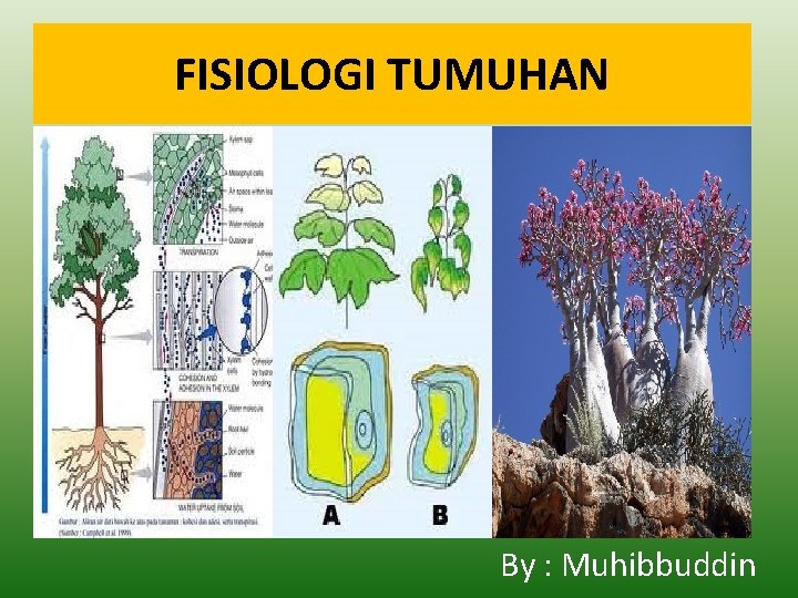 FISIOLOGI TUMUHAN By : Muhibbuddin 