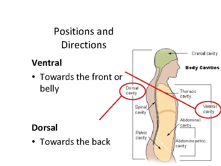 Positions and Directions Ventral • Towards the front or belly Dorsal • Towards the