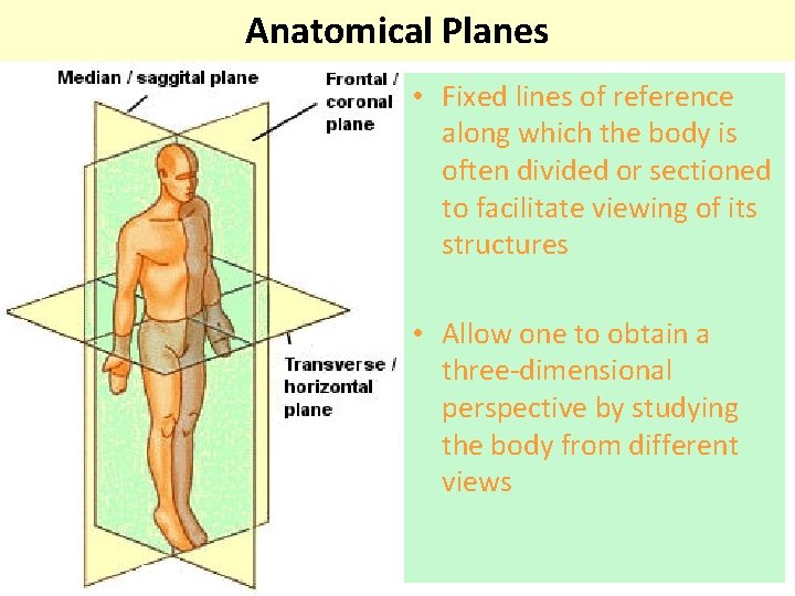 Anatomical Planes • Fixed lines of reference along which the body is often divided