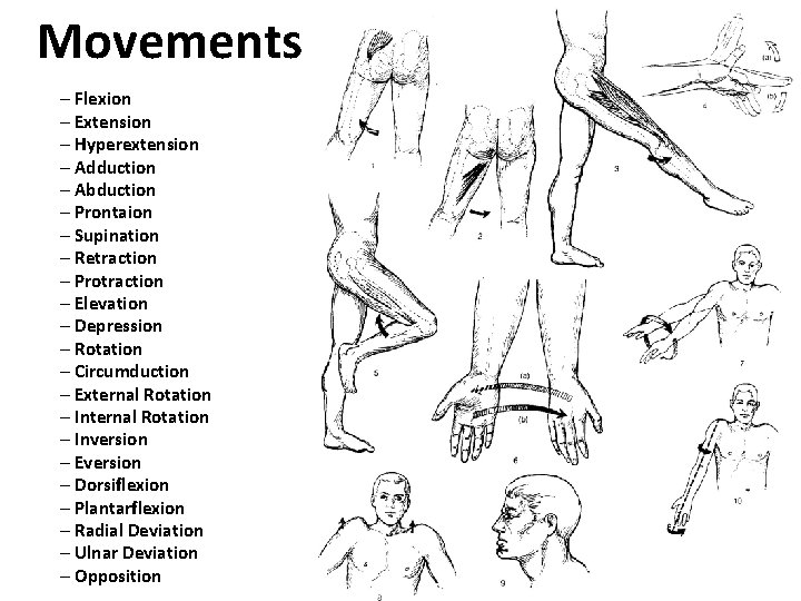Movements – Flexion – Extension – Hyperextension – Adduction – Abduction – Prontaion –