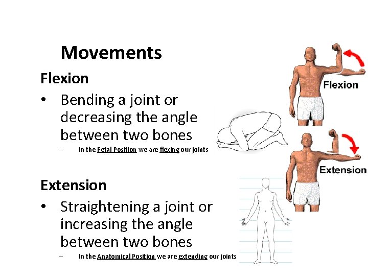 Movements Flexion • Bending a joint or decreasing the angle between two bones –