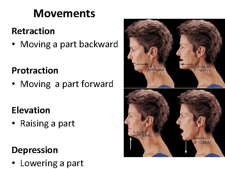 Movements Retraction • Moving a part backward Protraction • Moving a part forward Elevation