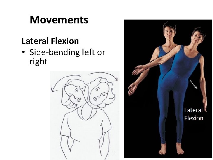 Movements Lateral Flexion • Side-bending left or right 